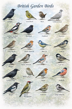 Listing image for British Garden Birds Identification Wall Art Print Poster Picture Decor A4 A3 A5