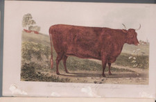 Listing image for MEMORABILIA ,NATURAL HISTORY PLATES , 2 of COLOUR CATTLE 19th CENTURY