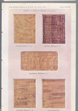 Listing image for MEMORABILIA ,NATURAL HISTORY 1918 , COLOUR , TIMBER , GREVILLEA ROBUSTU ++