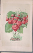 Listing image for MEMORABILIA , 7 COLOURED NATURAL HISTORY PLATES c 1800's , suitable to frame