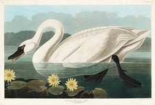 Listing image for American Swan Birds Of America John James Audubon Vintage Wall Art Poster Print