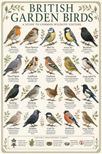 Listing image for British Garden Birds Identification Chart Poster Print Framed Canvas Wall Art