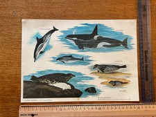 Listing image for Vintage A4 Poster by The Mammal Society Frederick- Marine Mammals Maurice Wilson