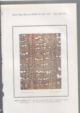 Listing image for MEMORABILIA ,NATURAL HISTORY 1918 , COLOUR , TIMBER , ORITES EXCELSA