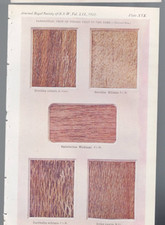 Listing image for MEMORABILIA ,NATURAL HISTORY 1918 , COLOUR , TIMBERGREVILLEA HILLIANA ++