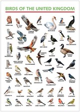 Listing image for A3 Birds of the UK Portrait Identification Chart Ornithology Poster A3 Unframed
