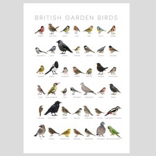 Listing image for British Garden Birds high quality art print poster A3 ( no frame)