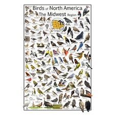 Listing image for Where's Wildlife Birds of North America The Midwest Region - Bird Poster