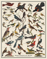 Listing image for North American Birds Identification Vintage Style Poster
